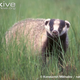 Illustration for article titled Monday Mustelid - Meles leucurus Edition